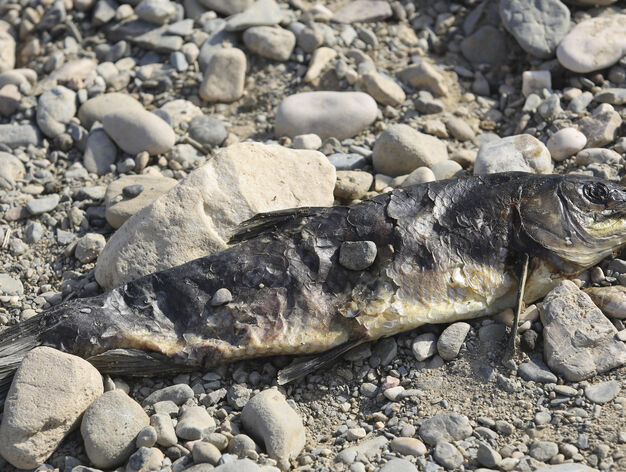 Aparecen cientos de aves y peces muertos en el r&iacute;o Guadalhorce