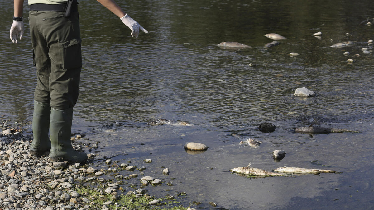 Los cadáveres de los peces se acumulan en la orilla del río.